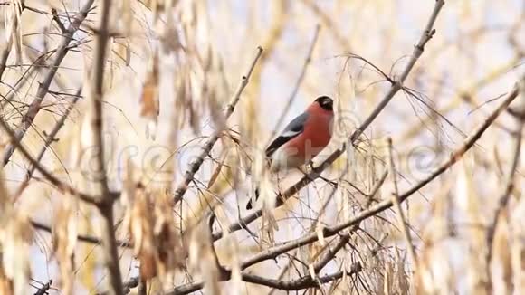 欧洲绿色啄木鸟Picusviridis早春在地面寻找食物视频的预览图