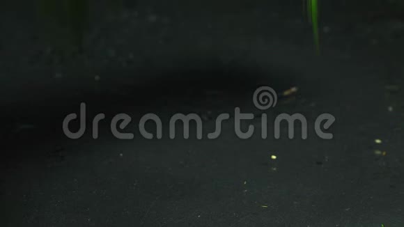 掉落的绿色茴香视频视频的预览图
