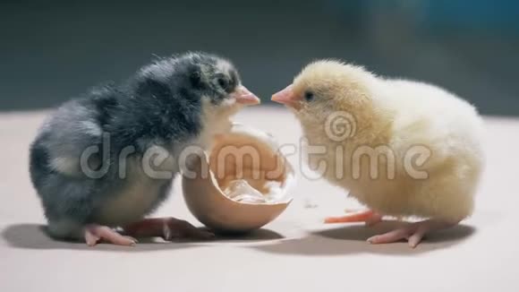 黄棕色小鸡摘蛋壳特写视频的预览图