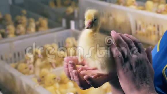 家禽工人拍一只小鸭关门视频的预览图