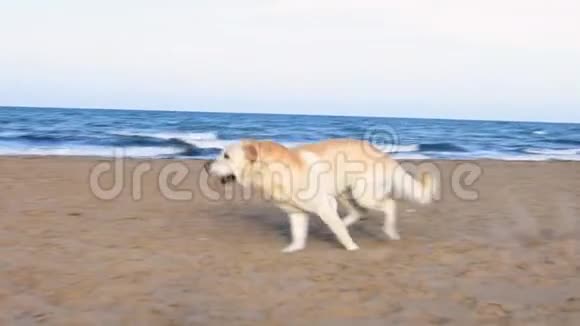 拉布拉多狗在海滩上玩得很开心视频的预览图