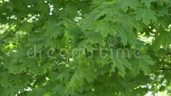 枫树的绿色叶子幼叶背景视频的预览图