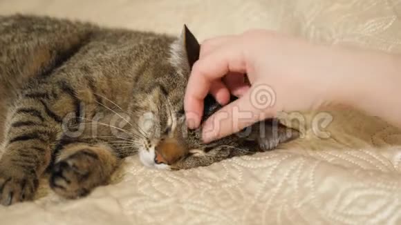 女孩的双手紧紧地抓着睡着的可爱的猫视频的预览图