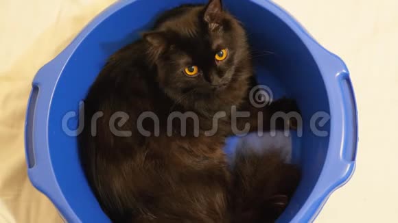 一只大黑的缅因科恩挪威森林猫在蓝碗里静静地坐着视频的预览图