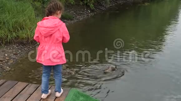 小女孩在公园里喂鸭子孩子把面包和她的小鸭子一起扔给鸭子4k视频的预览图
