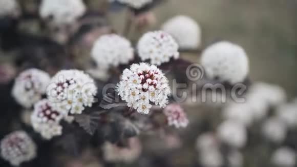 灌木丛上美丽的白色花朵的特写视频的预览图