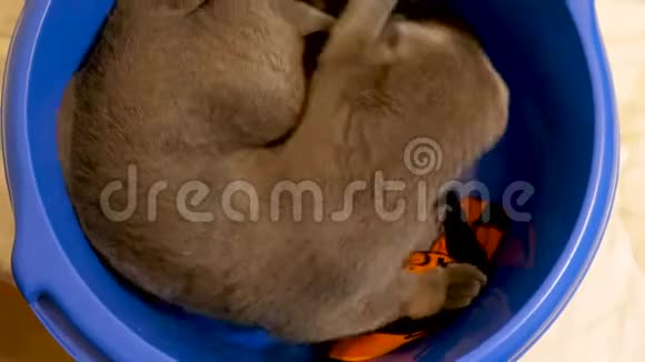 有趣的猫视频在蓝色碗折叠小猫与洗衣服播放视频的预览图