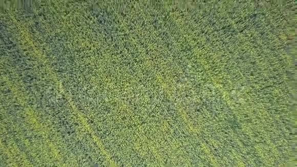 广阔的绿色麦田上空的空中垂直运动视频的预览图