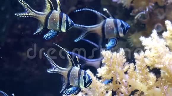 邦盖岛主要鱼类灿烂的条纹眼蓝色珊瑚礁濒危热带鱼类视频的预览图