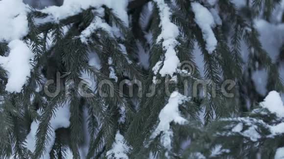 冬天的景色积雪慢慢落下云杉覆盖着积雪视频的预览图