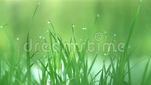 露水滴在草地上视频的预览图