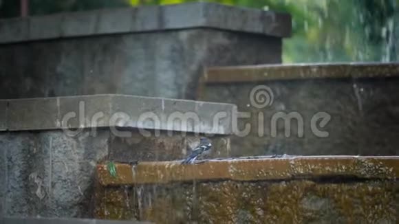 城市公园喷泉中蓝棕色小鸟慢动作4K录像视频的预览图