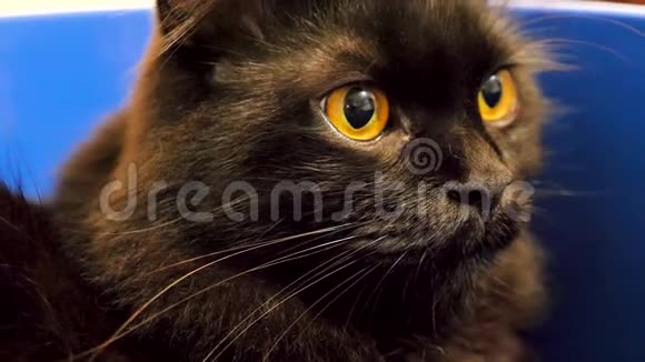 特写一只大黑挪威森林猫看着镜头视频的预览图