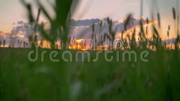 移动镜头与无人机美丽的日落以上小麦或黑麦田惊人的粉红色天空与云鸟瞰视频的预览图