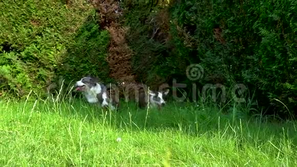 美丽的棕色幼犬在绿草中行走动作缓慢视频的预览图