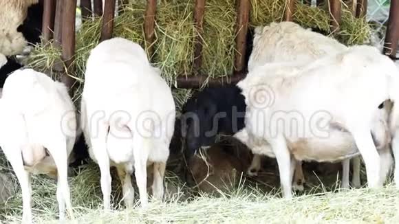 索马里绵羊品种奥维斯白羊视频的预览图