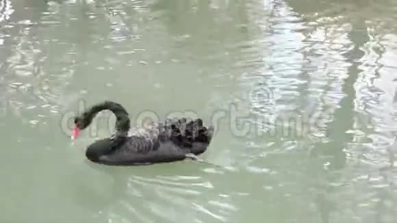 春天一只黑天鹅在湖上游泳视频的预览图
