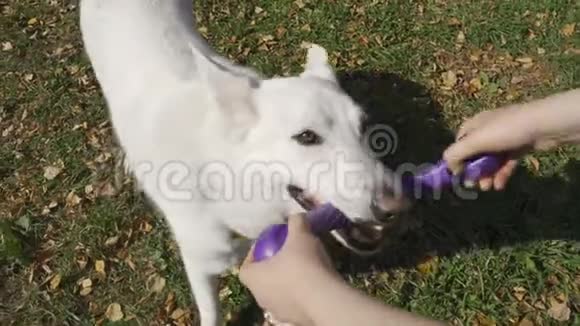 一个精力充沛的瑞士牧羊犬从主人手中掏出一个蓝色的橡胶玩具视频的预览图