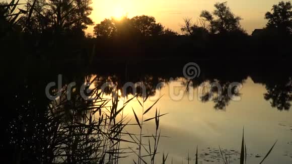 河岸上的日落河上树木覆盖着芦苇和温暖的阳光视频的预览图