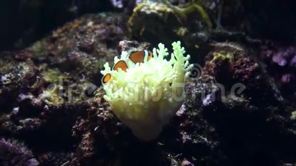 小丑鱼带着珊瑚在水族馆游泳视频的预览图