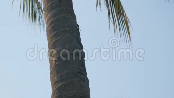 黄色斑点棕榈PitviperBothriechis极光视频的预览图