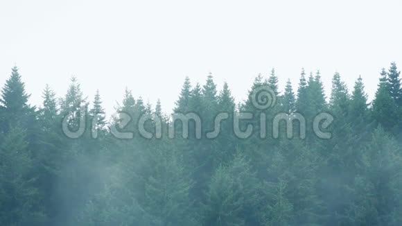 薄雾笼罩着一排树木视频的预览图