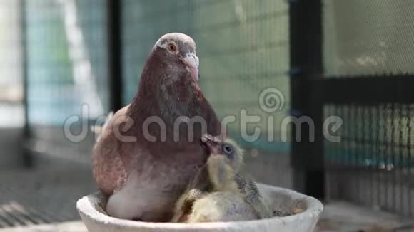 红羽速度赛鸽孵化婴儿鸽子家阁楼视频的预览图