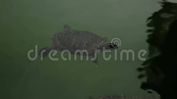 乌龟和鱼视频的预览图