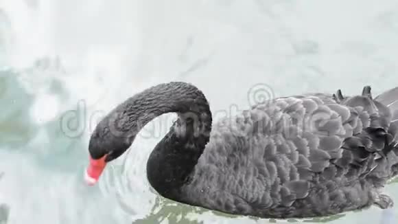 春天一只黑天鹅在湖上游泳视频的预览图