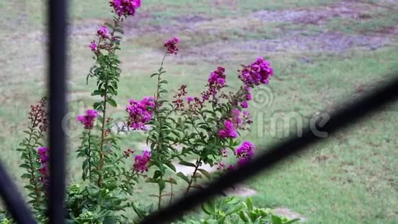 紫色的花在雨中盛开风从阳台上刮来视频的预览图