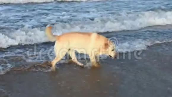 拉布拉多狗在海滩上玩得很开心视频的预览图