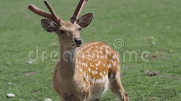 自然界中的斑点鹿鹿头凑近视频的预览图