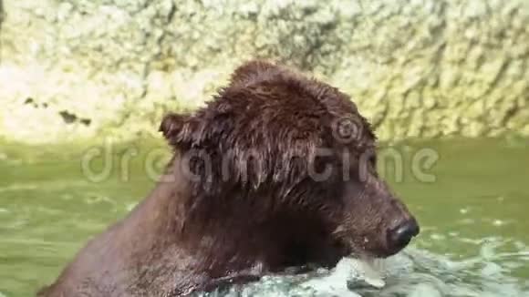 关闭布朗熊洗澡在瀑布以刷新成人UrusArctos视频的预览图