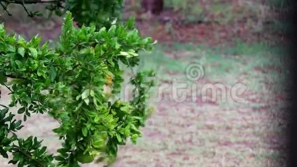 石榴树在大雨和风在花园水滴从绿叶中溢出视频的预览图