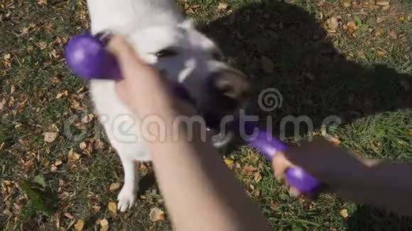 一个精力充沛的瑞士牧羊犬从主人手中掏出一个蓝色的橡胶玩具视频的预览图