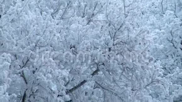 从匈牙利的林地拍摄的不错的冬季镜头视频的预览图