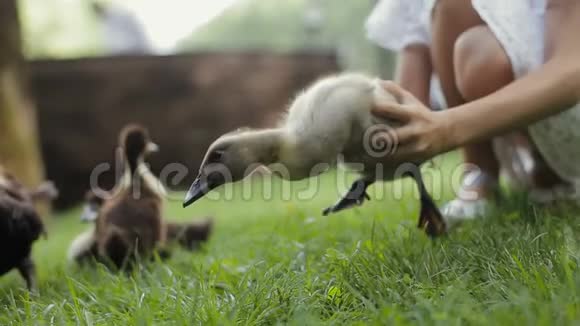 小女孩把一只小鸭子放在草地上让它和它的妈妈和其他小鸭子一起视频的预览图