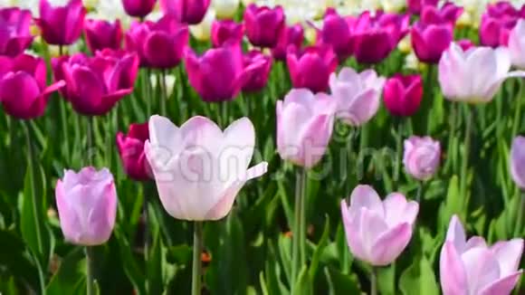 紫色和粉红色的郁金香花视频的预览图