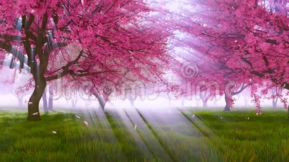 粉红色樱花樱花树开花慢动作4K视频的预览图