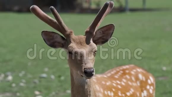 自然界中的斑点鹿鹿头凑近视频的预览图
