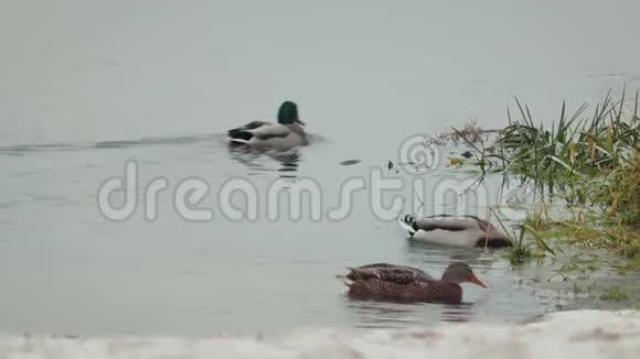 冬天灰色的野鸭和绿色的野鸭在靠近海岸的湖中游泳和潜水寻找食物视频的预览图