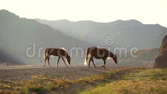 美丽的强大的深棕色种马在凝视田野在山上美丽的金色日落黄昏视频的预览图