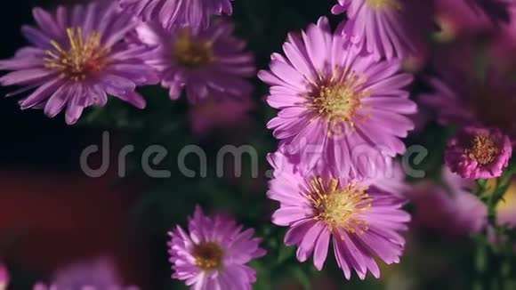 紫罗兰花束视频的预览图