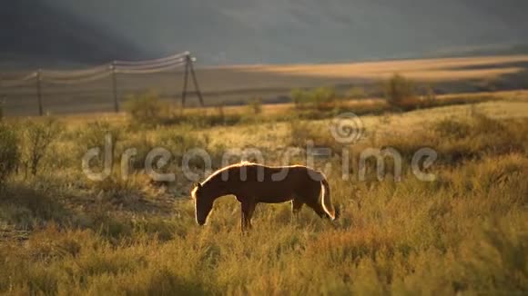 美丽的强大的深棕色种马在凝视田野在山上美丽的金色日落黄昏视频的预览图