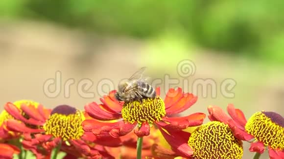 蜜蜂从橘子花中采集花蜜视频的预览图