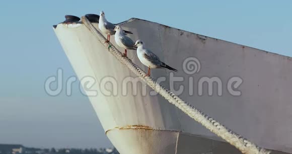三只海鸥坐在绳子上船站在码头附近船在波浪中摇摆视频的预览图