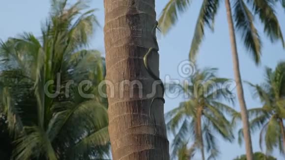 黄色斑点棕榈PitviperBothriechis极光视频的预览图