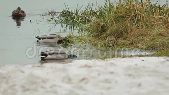 冬天灰色的野鸭和绿色的野鸭在靠近海岸的湖中游泳和潜水寻找食物视频的预览图