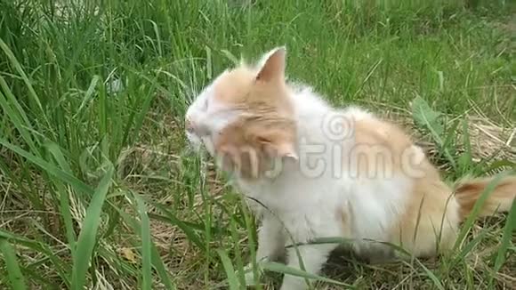 红白猫在户外吃青草可爱搞笑的红白猫特写视频的预览图