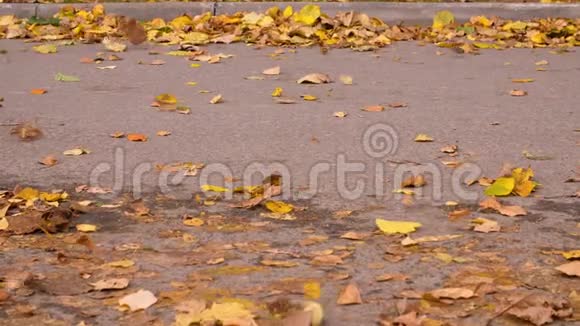 秋天城市沥青路上风吹落叶纬纱落叶视频的预览图